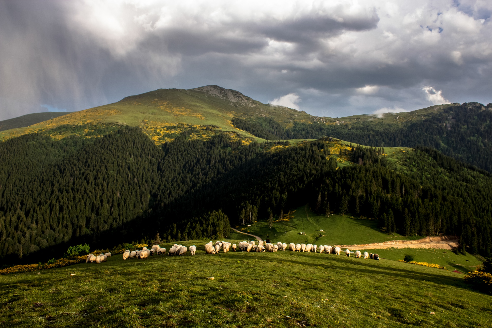Mesudiye Köşe Obası